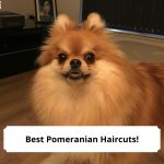 Best-Pomeranian-Haircuts-template