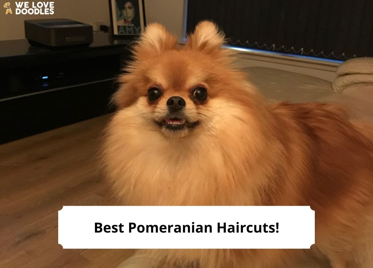 pom pom poms pom pom poms