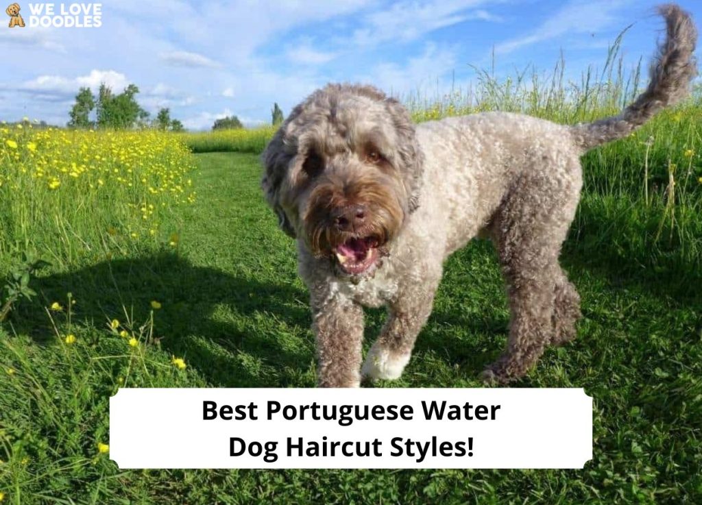 6 Best Portuguese Water Dog Haircut Styles With Pictures! (2024)