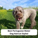 Best-Portuguese-Water-Dog-Haircut-Styles-template