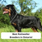 Best-Rottweiler-Breeders-in-Ontario-template
