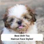 Best-Shih-Tzu-Haircut-Face-Styles-template