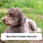 Best-Short-Poodle-Haircuts-template