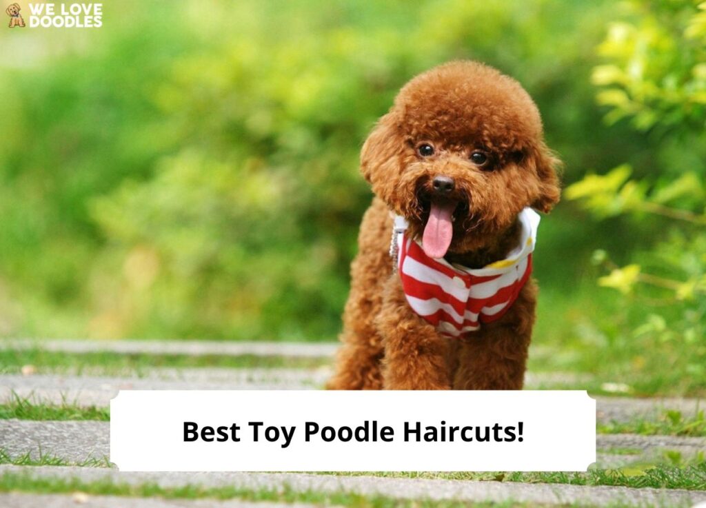 Best Toy Poodle Haircuts Template 1024x737 