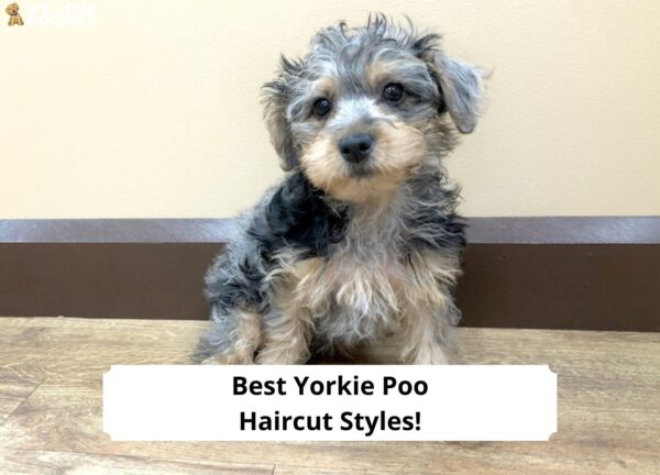 14 Best Yorkie Poo Haircut Styles!