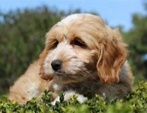 Billabong creek best sale puppies for sale