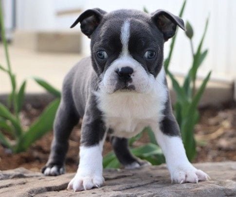 Where to Find Boston Terrier Puppies For Sale Under $200? (2024) - We ...