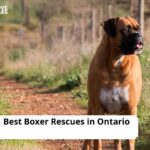 Boxer Rescues in Ontario
