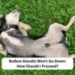 Bulbus-Glandis-Wont-Go-Down-How-Should-I-Proceed-template