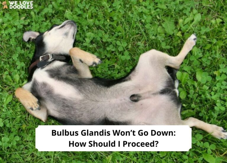 Bulbus-Glandis-Wont-Go-Down-How-Should-I-Proceed-template