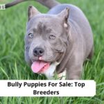 Bully Puppies For Sale