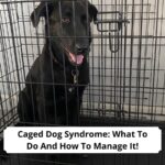 Caged-Dog-Syndrome-What-To-Do-And-How-To-Manage-It-template