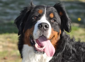 13 Best Bernese Mountain Dog Haircut Styles - With Pictures! (2023 ...