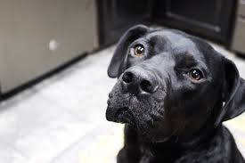 Can Dogs Consume Spring Rolls