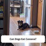 Can-Dogs-Eat-Cassava-template