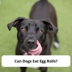Can-Dogs-Eat-Egg-Rolls-template