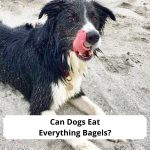 Can-Dogs-Eat-Everything-Bagels-template