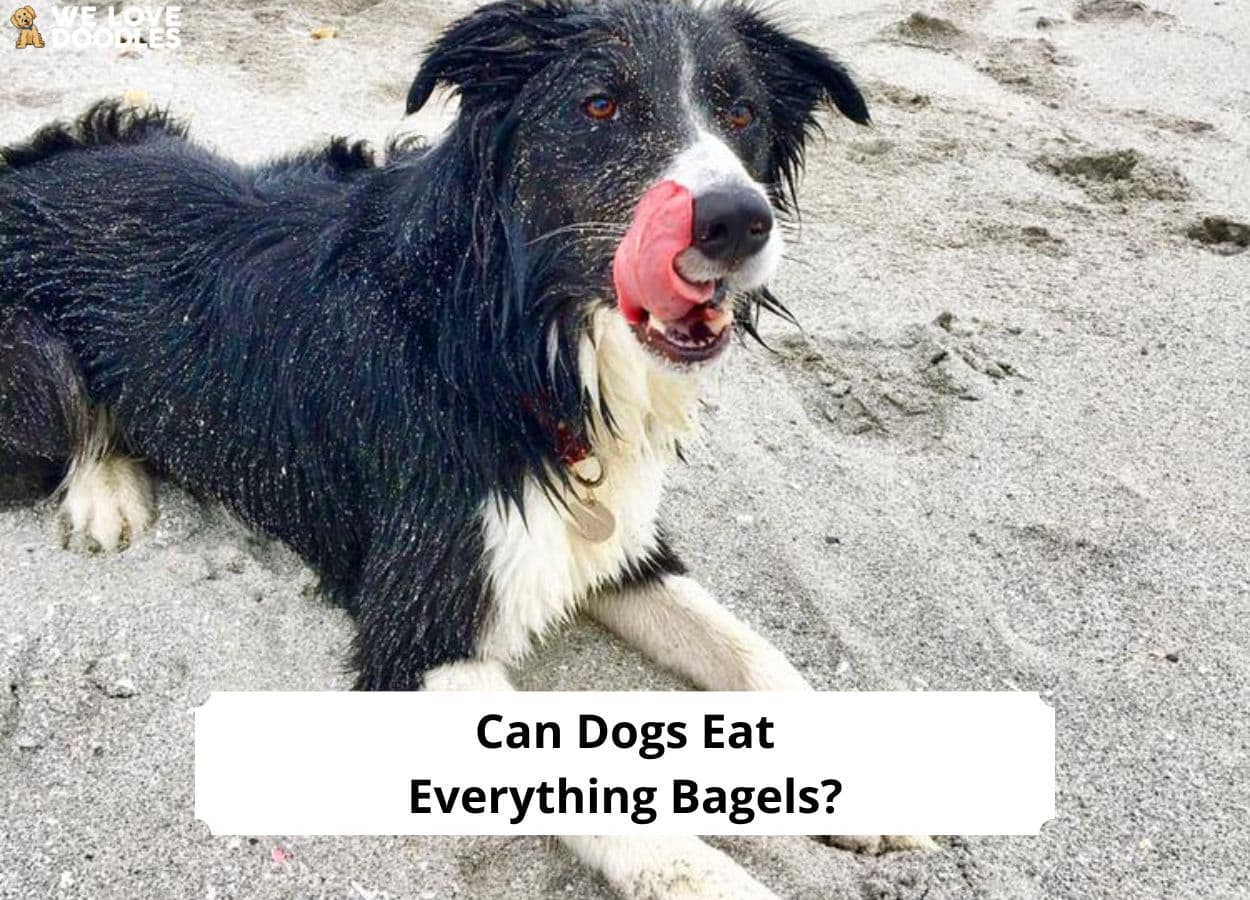 why do dogs eat anything