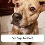 Can-Dogs-Eat-Flan-template