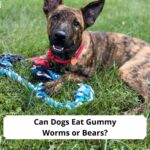 Can-Dogs-Eat-Gummy-Worms-or-Bears-template