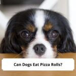 Can-Dogs-Eat-Pizza-Rolls-template