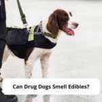 Can-Drug-Dogs-Smell-Edibles-template