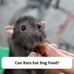 Can-Rats-Eat-Dog-Food-template