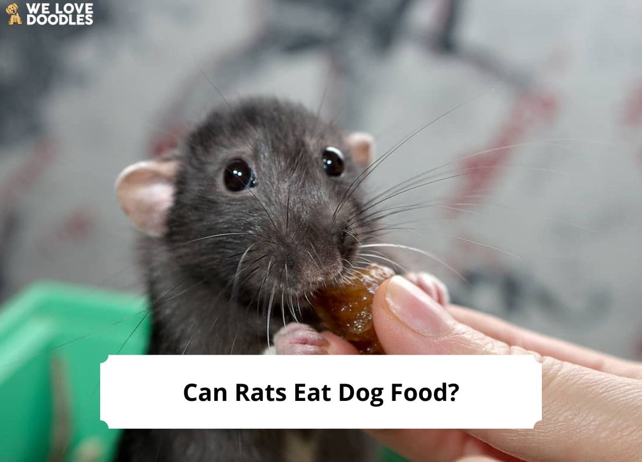 Can Rats Eat Dog Food? What You Should Know! (2023) We Love Doodles