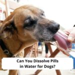 Can-You-Dissolve-Pills-in-Water-for-Dogs-template