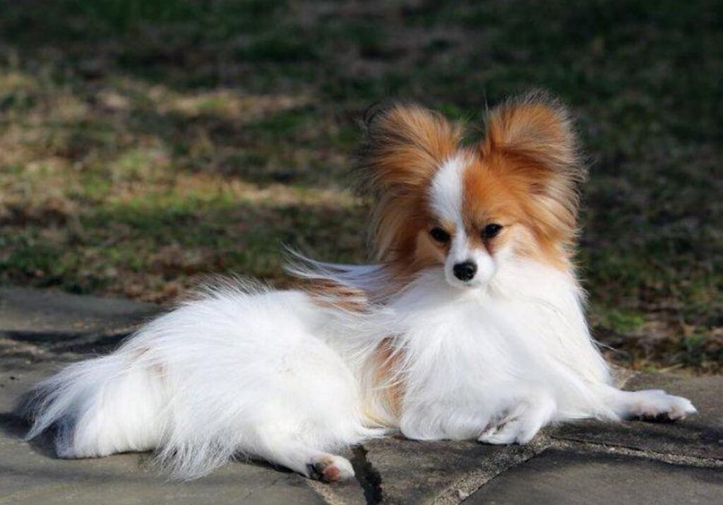 Pabilom Is A Papillon Hypoallergenic : Are Papillons Hypoallergenic? Complete ...