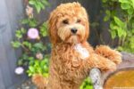 7 Best Cavapoo Breeders in Ontario! - We Love Doodles