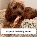Cavapoo-Grooming-Guide-template