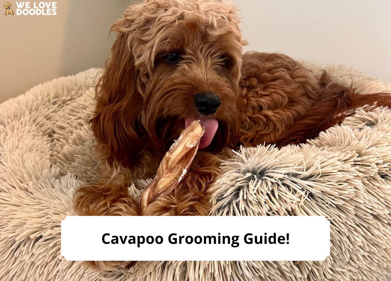 Cavapoo Grooming Guide - Step by Step with Pictures! (2023) - We Love ...