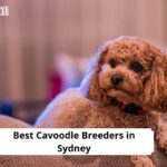 Cavoodle Breeders in Sydney