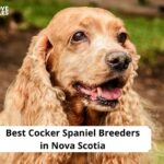 Cocker Spaniel Breeders in Nova Scotia