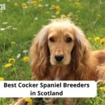 Cocker Spaniel Breeders in Scotland