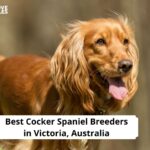Cocker Spaniel Breeders in Victoria, Australia