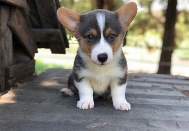 4 Best Corgi Breeders in Victoria, Australia!