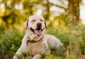Crammondkirk Labradors