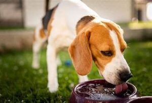 Dehydration