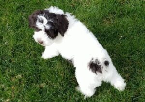 Disadvantages of Baxter and Bella Puppy Training
