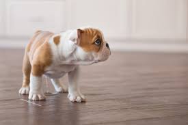 Do Dogs Drink Their Own Urine At Night