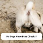 Do-Dogs-Have-Butt-Cheeks-template