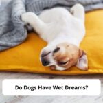 Do-Dogs-Have-Wet-Dreams-template