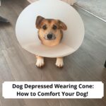 Dog-Depressed-Wearing-Cone-How-to-Comfort-Your-Dog-template