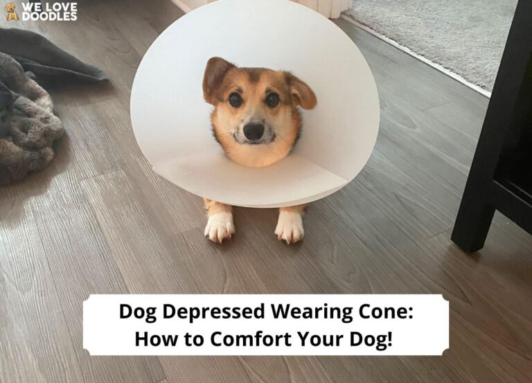Dog Depressed Wearing Cone How to Comfort Your Dog! (2024) We Love