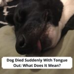 Dog-Died-Suddenly-With-Tongue-Out-What-Does-It-Mean-template