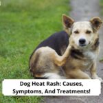 Dog-Heat-Rash-Causes-Symptoms-And-Treatments-template