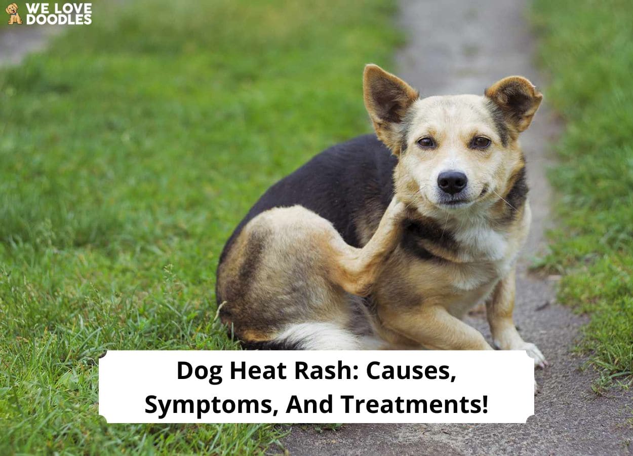 what does heat rash on a dog look like