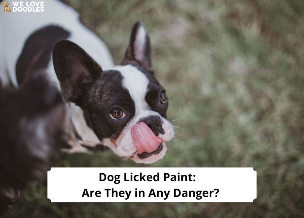 Dog Licked Paint Are They in Any Danger?